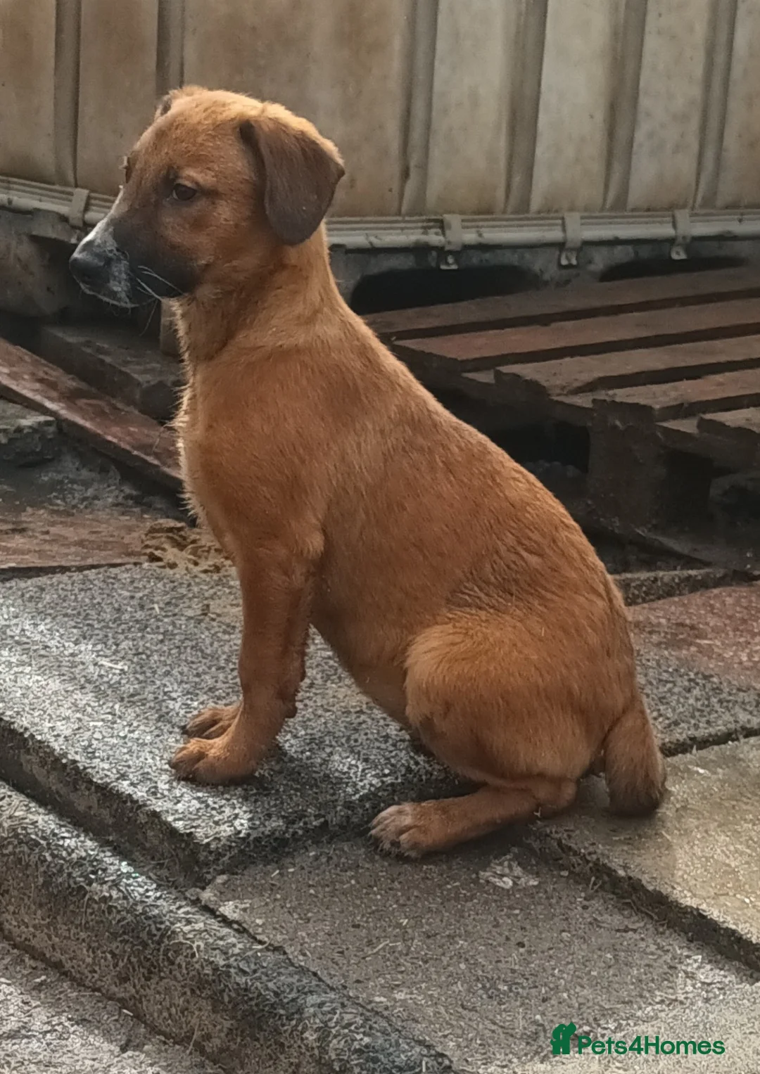 Mixed Breed dogs for sale: collie x puppies - Advert 8