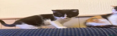 Mixed Breed Kitten 4