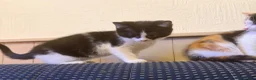 Mixed Breed cats for sale: Beautiful ragdoll x kittens  - Advert 8