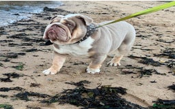English Bulldog dogs for stud: STUD LOUIS V - BULLDOG  - Image 3