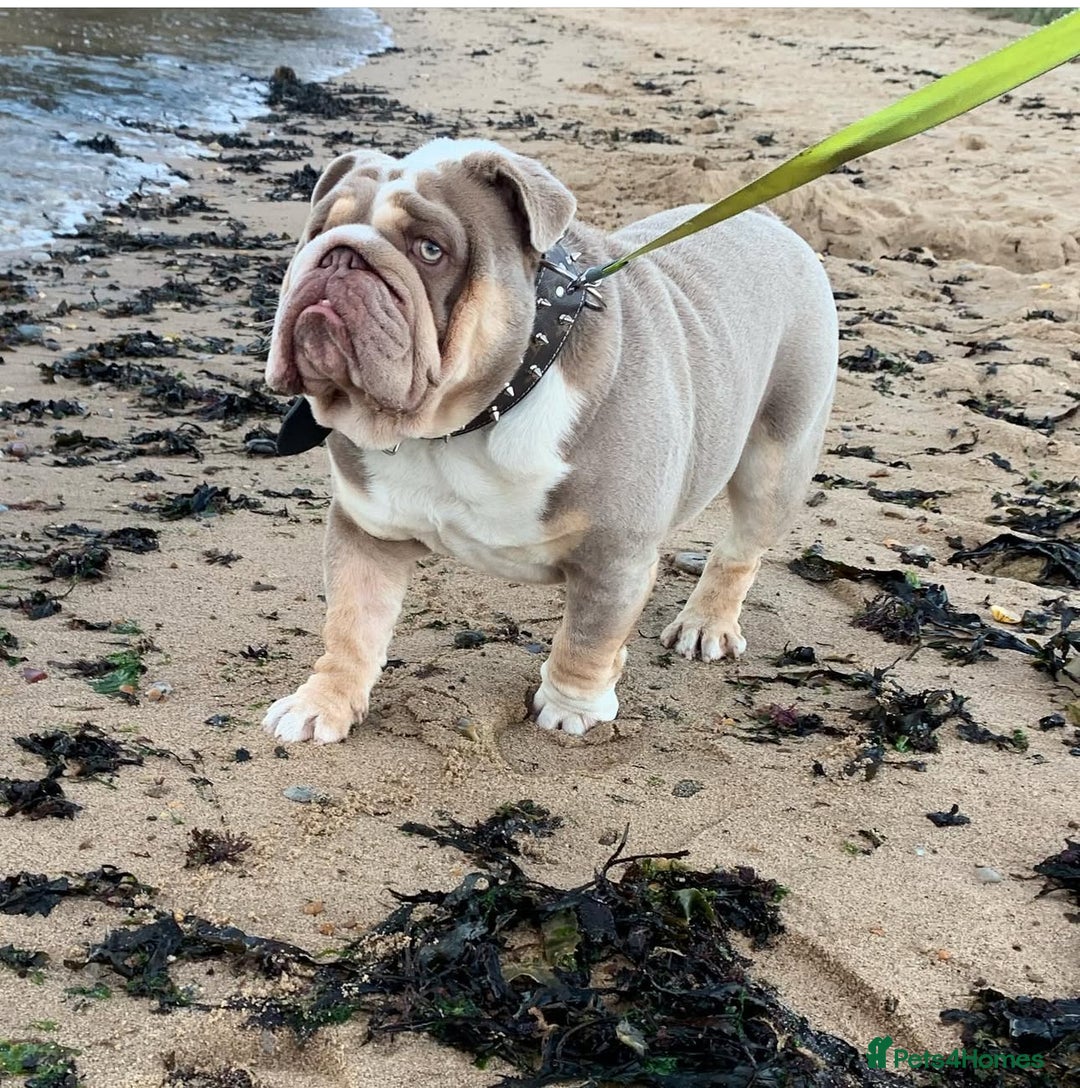 English Bulldog dogs for stud: STUD LOUIS V - BULLDOG  - Image 3