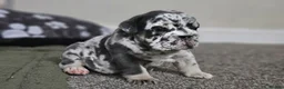 English Bulldog dogs for sale: Stunning English Bulldog Puppies in Stockport - Advert 12