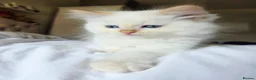 Ragdoll cats for sale: Gorgeous Fluffy Ragdoll Kittens in Birmingham - Advert 17
