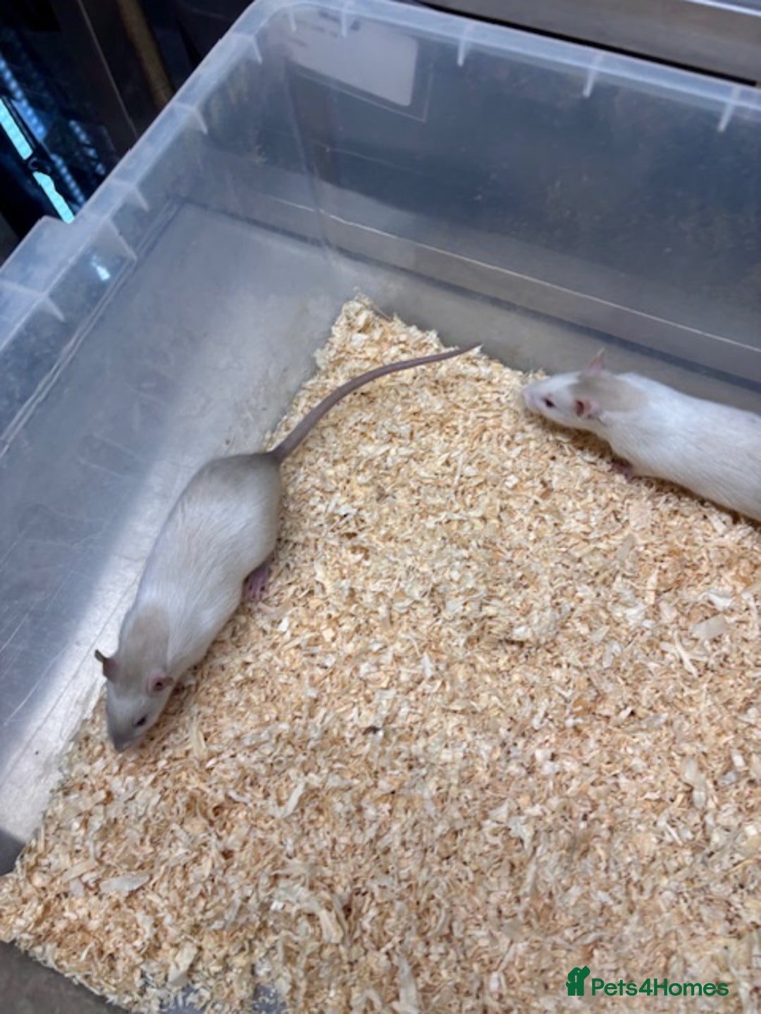 Rat rodents for sale: Male & female rats for sale - Advert 6