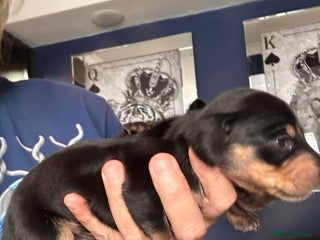 Dachshund dogs Dachshund pups for sale - Advert 1