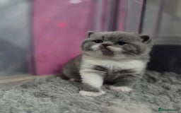British Shorthair cats for sale: Gccf registered British shorthair kittens  - Image 2