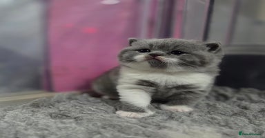 British Shorthair cats - Advert 14