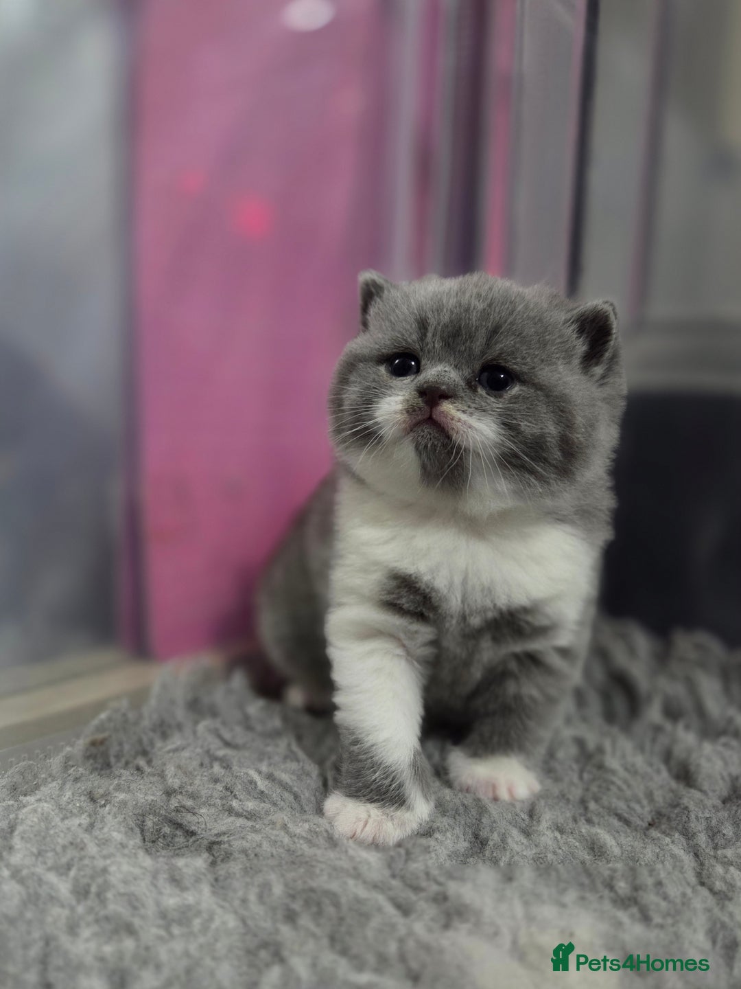 British Shorthair cats for sale: Gccf registered British shorthair kittens  - Image 2