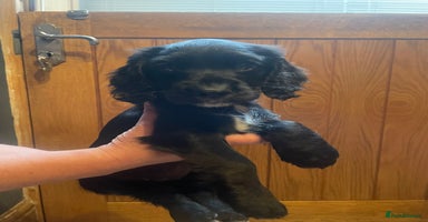 Cocker Spaniel dogs - Advert 2