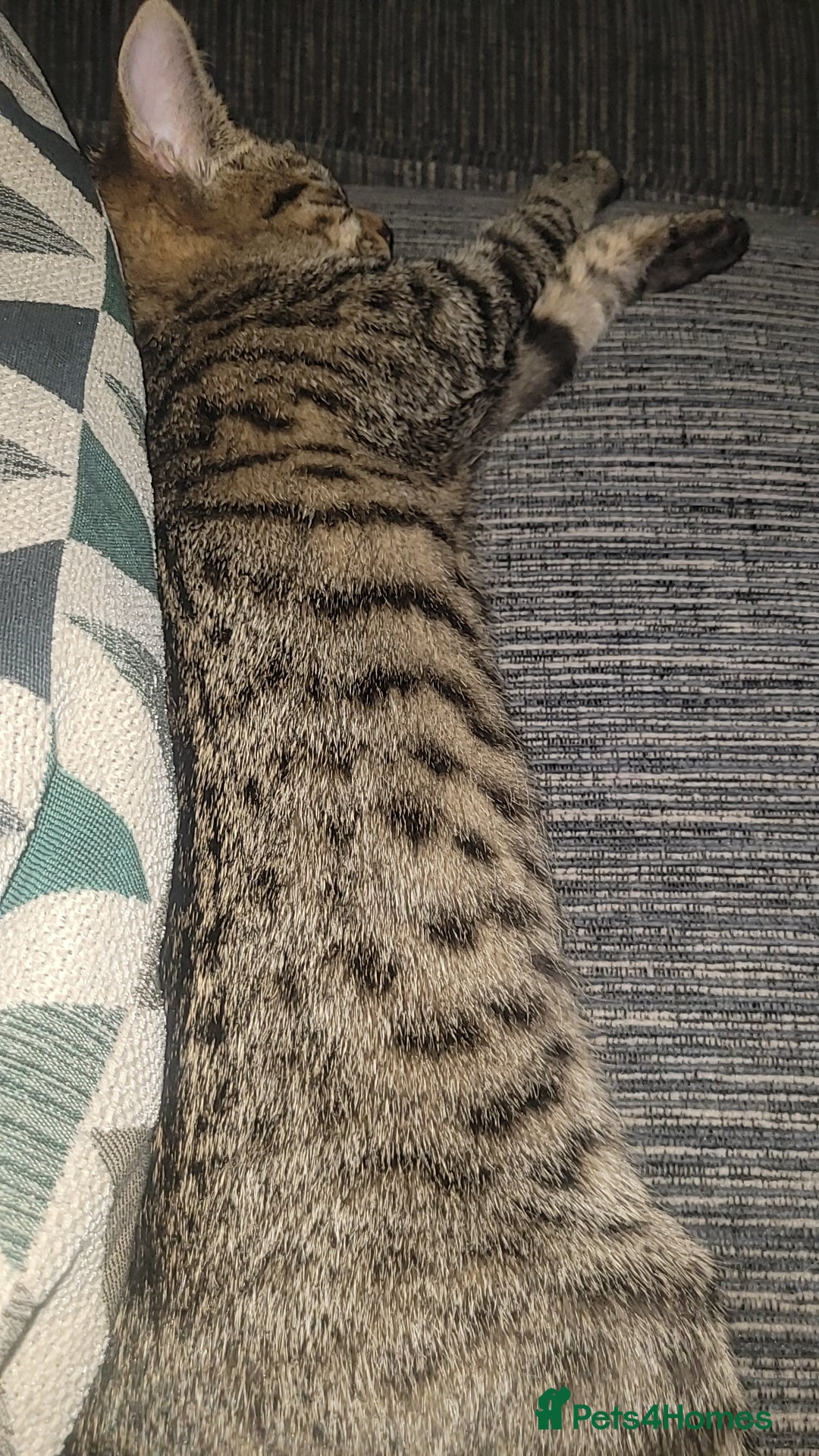 Mixed Breed cats for sale: Playfull kitten - Advert 3