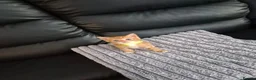 Mixed Breed cats for sale: Beatiful friendly kittens - Advert 15
