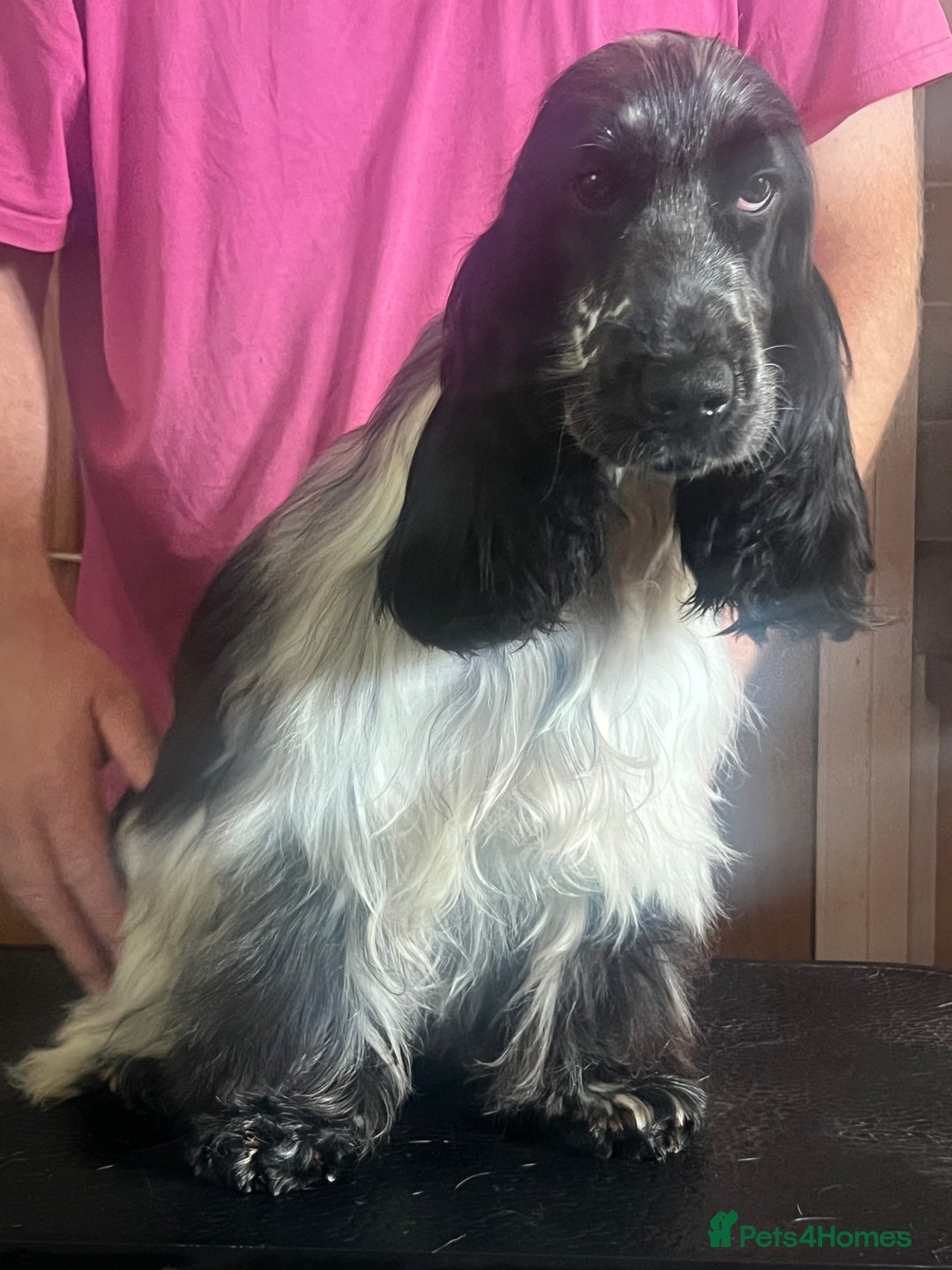 Cocker Spaniel dogs for sale: Blue roan cocker spaniel  - Image 3