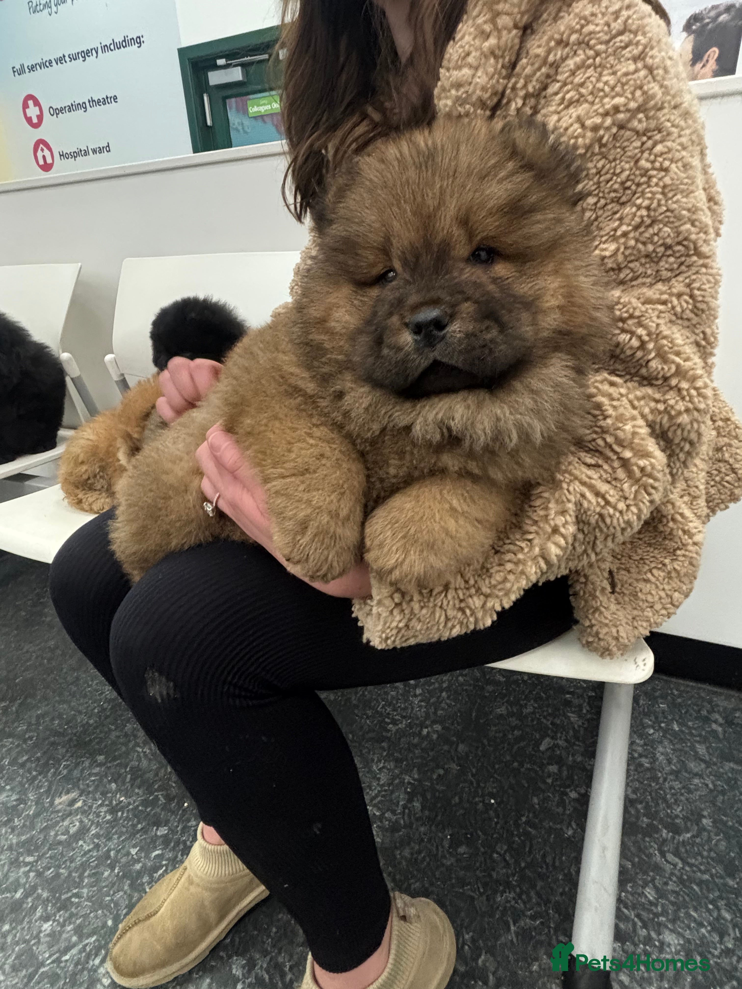 Chow Chow dogs 2 males 1 female ready from 1st Feb  - Advert 4