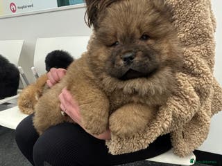 Chow Chow dogs 2 males 1 female ready from 1st Feb - Advert 4