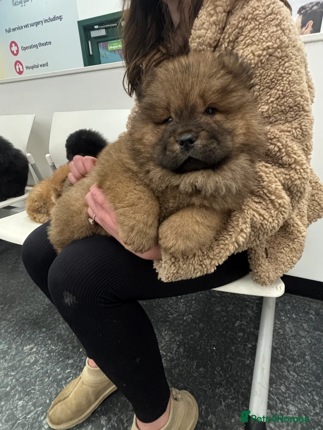 Chow Chow dogs for sale: 2 males 1 female ready from 1st Feb  - Advert 2