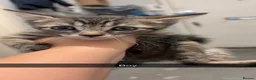 British Shorthair cats for sale: Tabby kittens - Advert 6