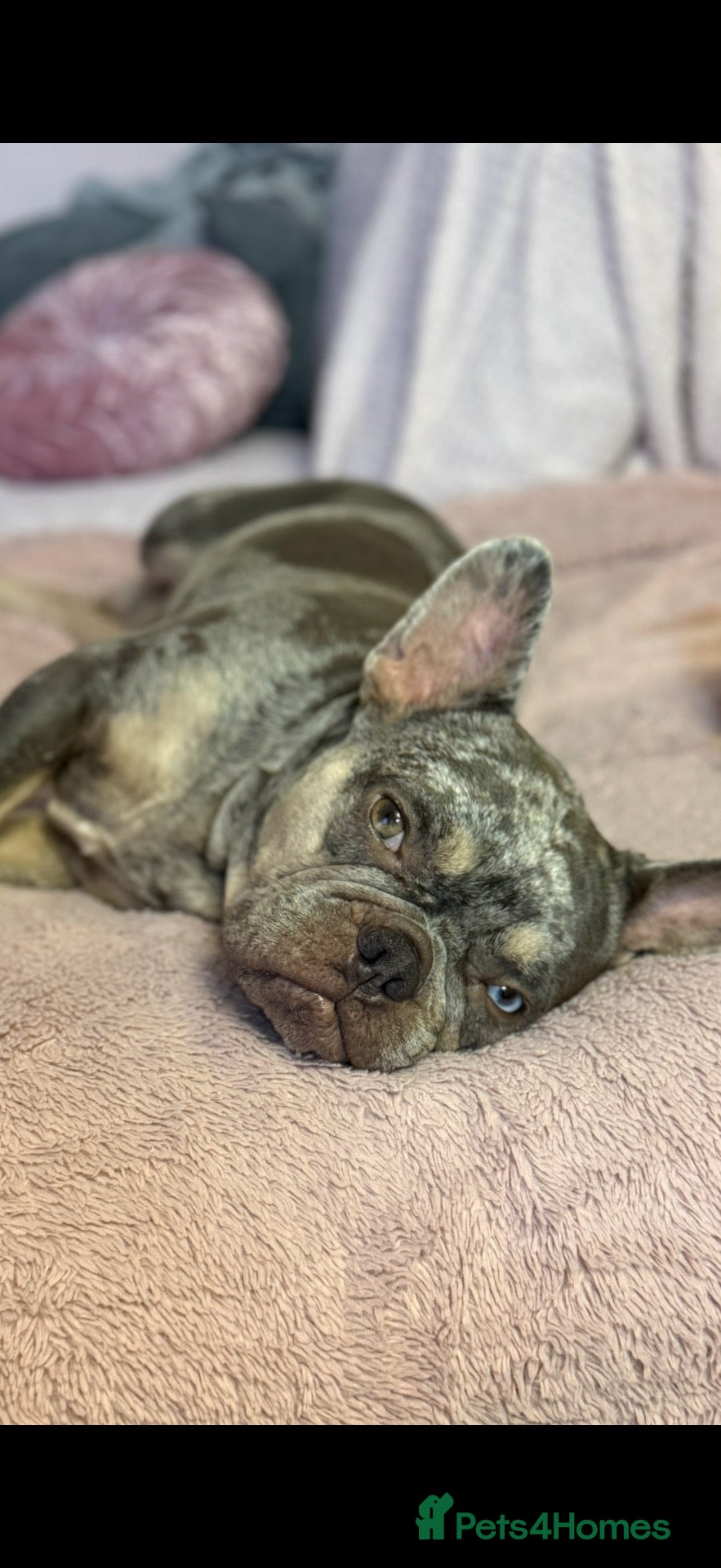 French Bulldog dogs Loving Home Wanted – 4 yr old Female Frenchie - Advert 2