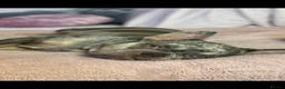 French Bulldog dogs for sale: Loving Home Wanted – 4 yr old Female Frenchie - Advert 2