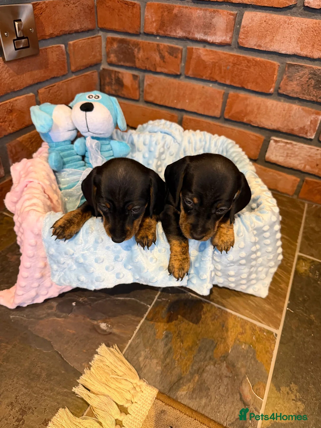 Dachshund dogs for sale: Miniature dachshunds  - Advert 27
