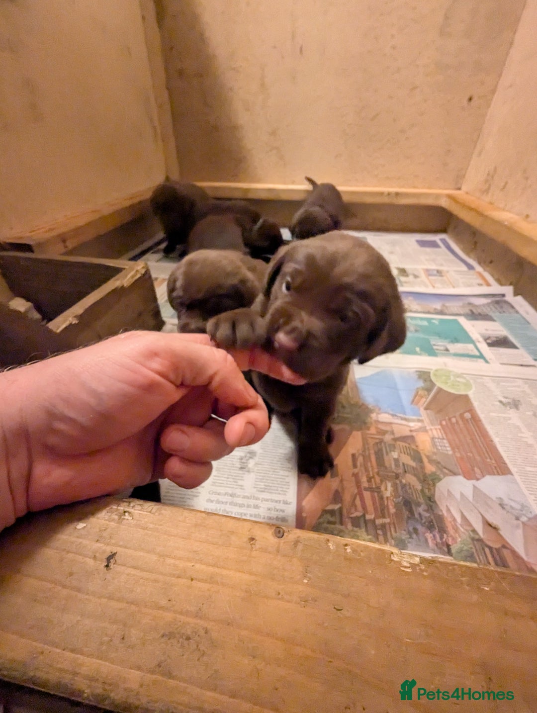 Labrador Retriever dogs for sale: Chocolate Labrador pups  - Image 9