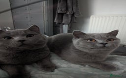 British Shorthair cats for sale: 🐾 British Shorthair Blue – 4 Female Kittens  - Image 8