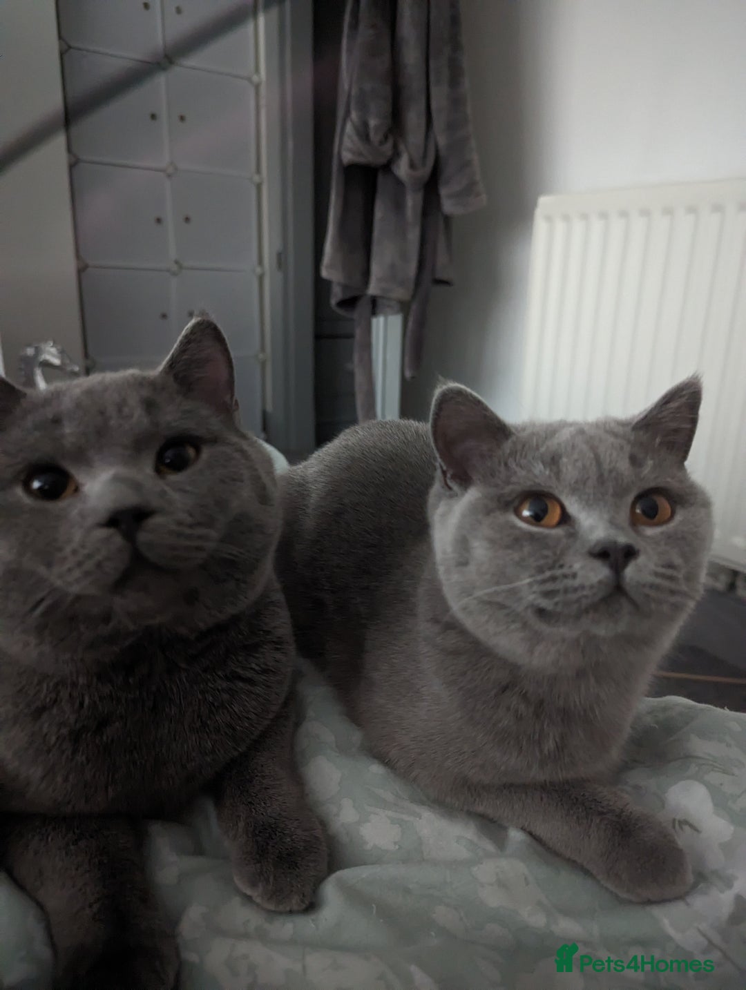 British Shorthair cats for sale: 🐾 British Shorthair Blue – 4 Female Kittens  - Image 8