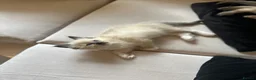 Ragdoll cats for sale: Ragdoll kittens  in Bridport - Advert 5