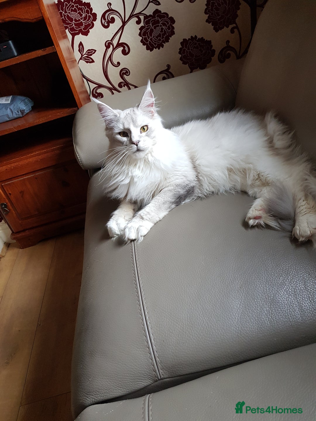 Maine Coon cats for sale: 2 stunning pure bread maine coon kittens  - Advert 3