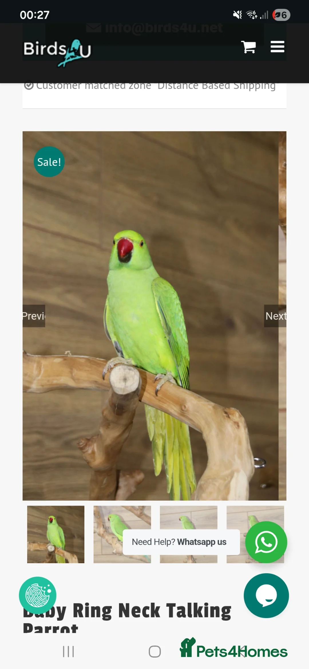 Ringnecks birds for sale: Green Indian ringneck in Maesteg - Advert 1