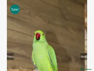 Ringnecks birds Green Indian ringneck - Advert 1