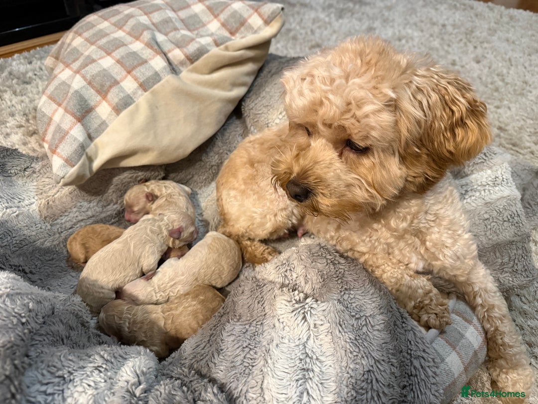 Maltipoo dogs for sale: Real life teddy bears 🧸  - Advert 6