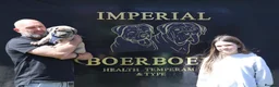 Boerboel dogs for sale: Imperial Boerboels  - Advert 39