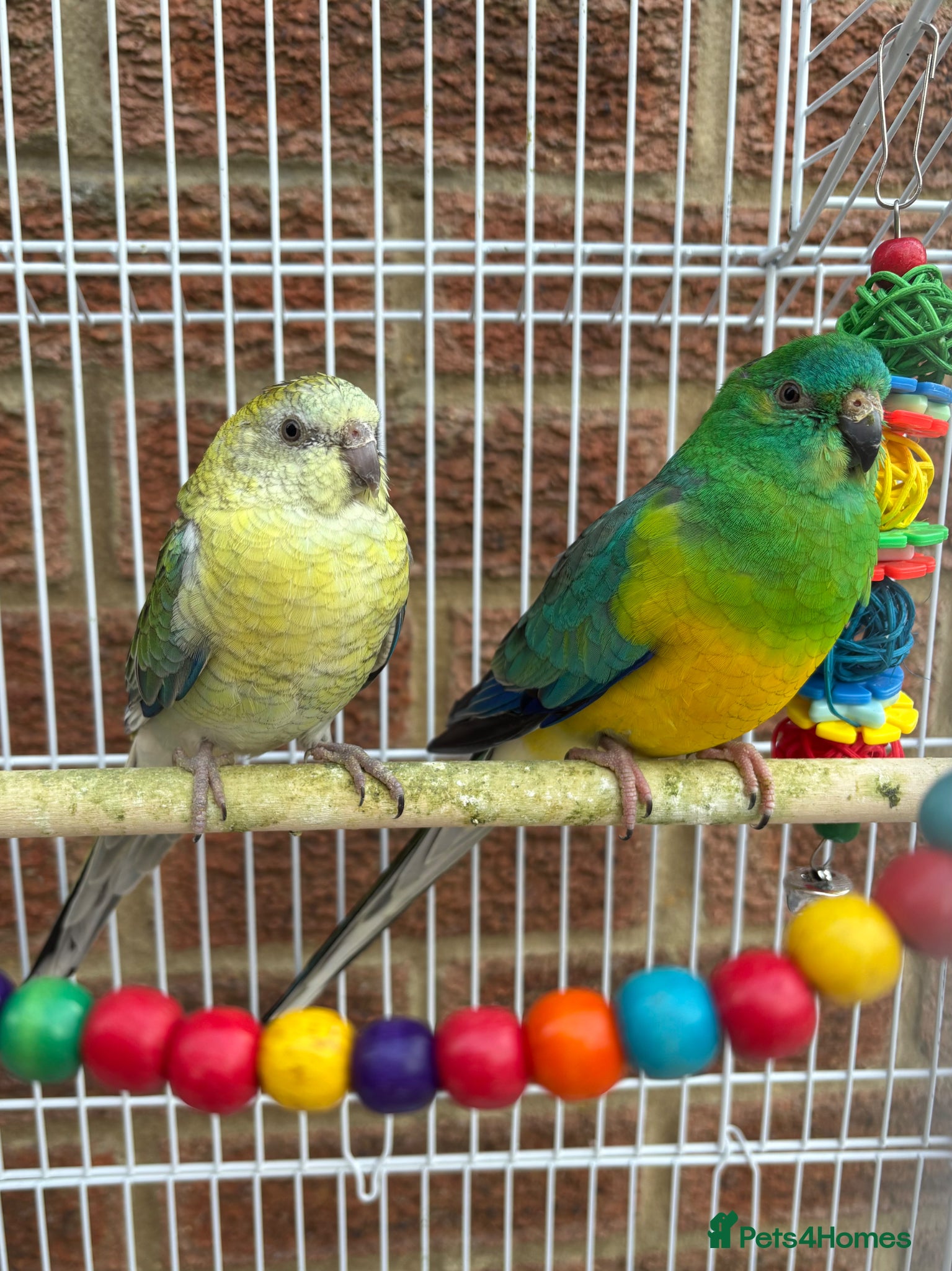 Parakeets birds Red Rump parakeets proven breeding pair - Advert 3