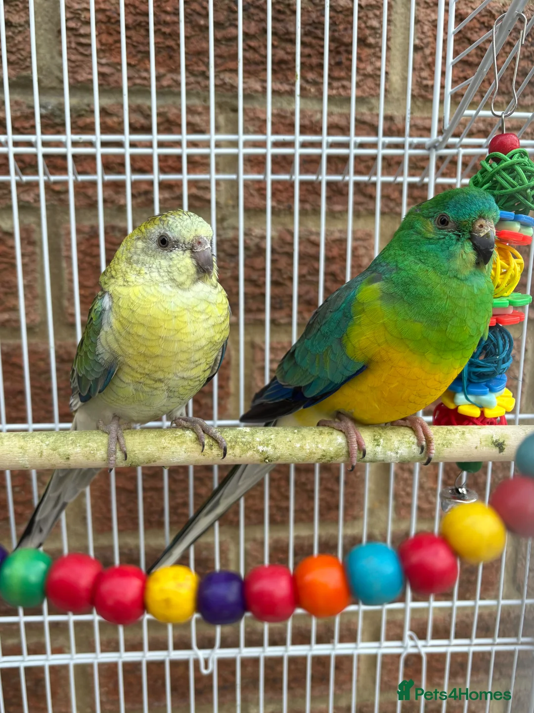 Parakeets birds for sale: Red Rump parakeets proven breeding pair - Advert 1