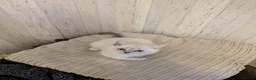British Shorthair cats for sale: British Shorthair ready now!  - Advert 22
