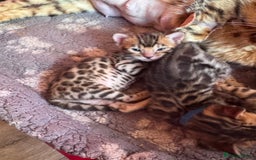 Bengal cats for sale: TICA Reg Bengal Kittens - Browns, Lynx & Mink - Image 25