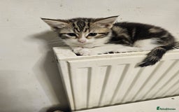 Mixed Breed cats for sale: 3 Adorable kittens  - Image 7