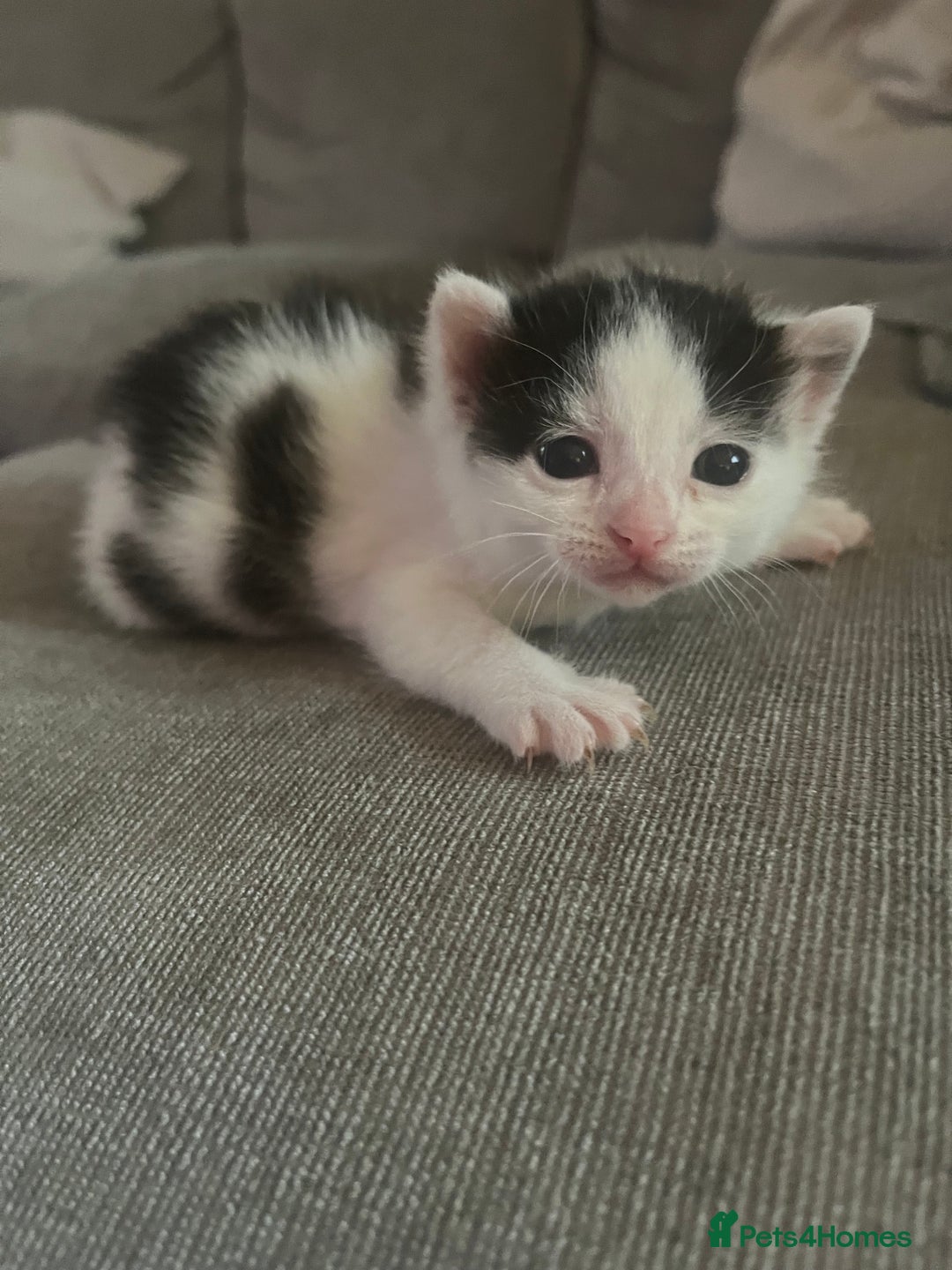 British Shorthair cats for sale: 4 adorable girl kittens  - Image 7