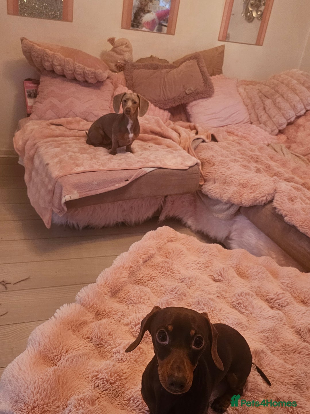 Miniature Dachshund dogs for sale: 10 month old pedegree minature dashound - Advert 12