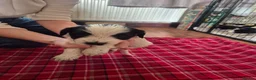 Mixed Breed dogs for sale: Tibetan Terrier x Sprocker Puppies in Dunfermline - Advert 16