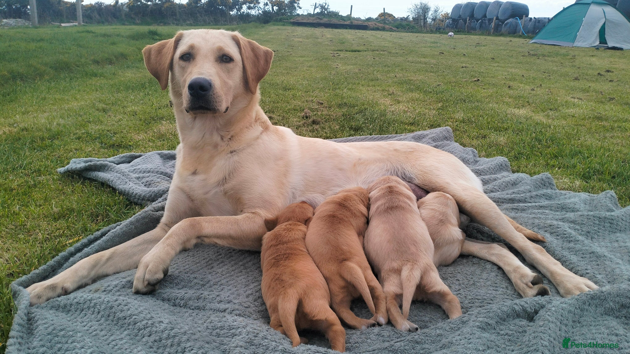 Labrador Retriever dogs Stunning KC Labrador Puppies–working bloodlines - Advert 17