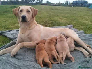 Labrador Retriever dogs Stunning KC Labrador Puppies–working bloodlines - Advert 17