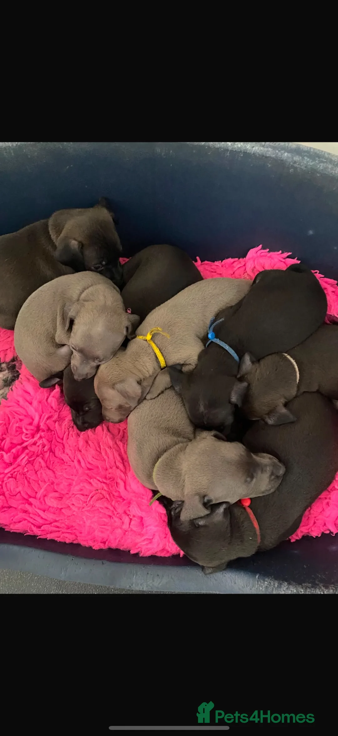 Italian Greyhound dogs for sale: 7/8 Italian greyhound puppies in Sutton Coldfield - Advert 1