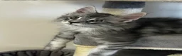 Maine Coon cats for sale:  Exceptional TICA Registered Maine Coon Kittens 🐾 - Advert 31