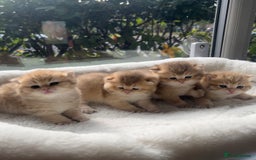 British Shorthair cats for sale: TICA Reg Beautiful Golden & Golden Tabby Bsh  - Image 1