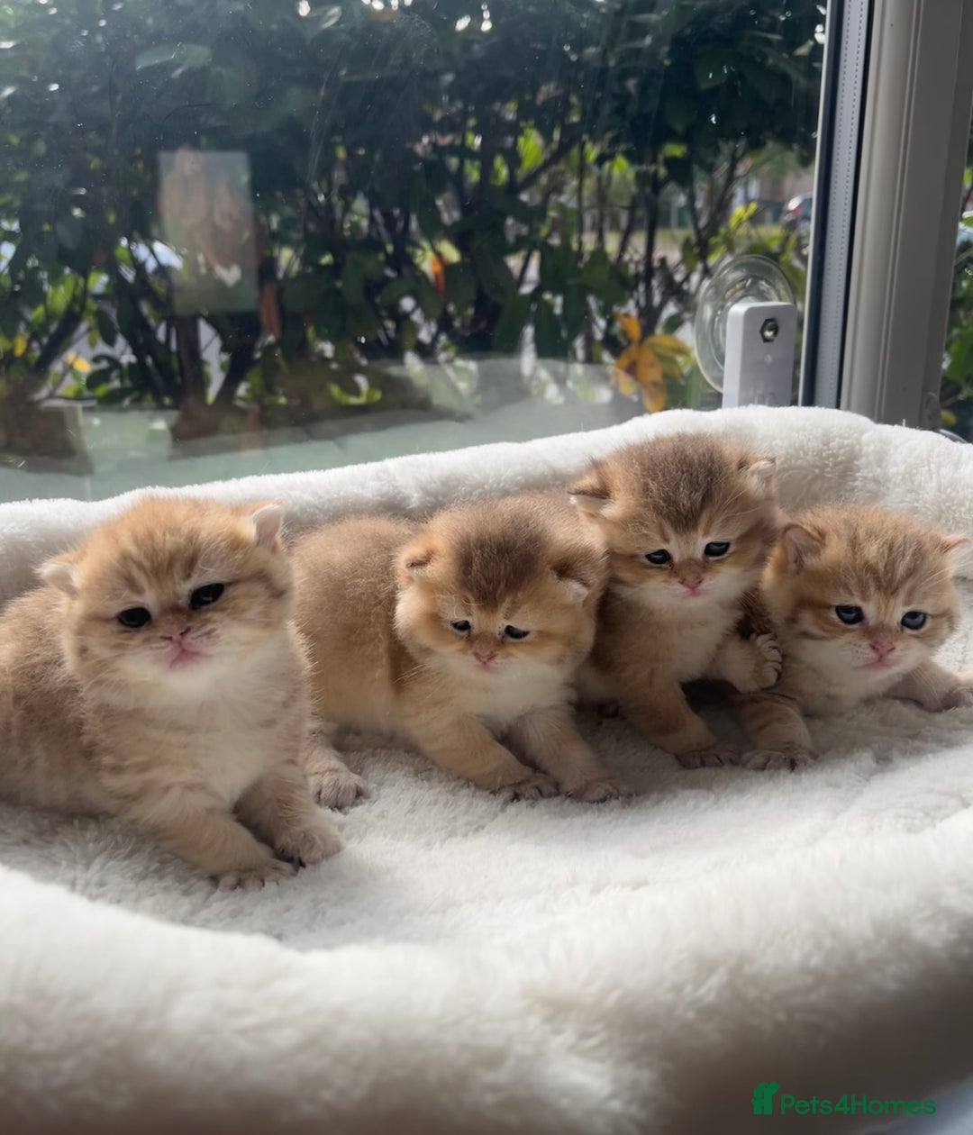 British Shorthair cats for sale: TICA Reg Beautiful Golden & Golden Tabby Bsh  - Image 1