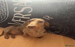 Miniature Dachshund dogs for sale: Miniature daschunds 2 females - 18 months old  - Image 7