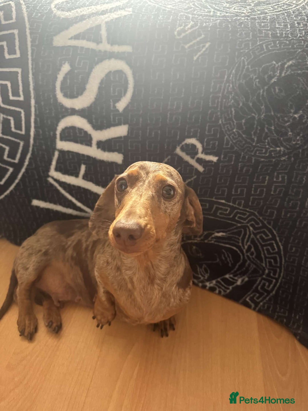 Miniature Dachshund dogs for sale: Miniature daschunds 2 females - 18 months old  - Image 7