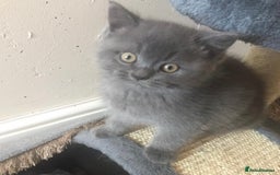 British Shorthair cats for sale: British shorthair Boys  - Advert 4