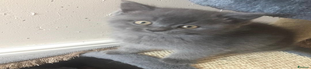 British Shorthair Kitten 2